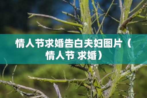情人节求婚告白夫妇图片（情人节 求婚）