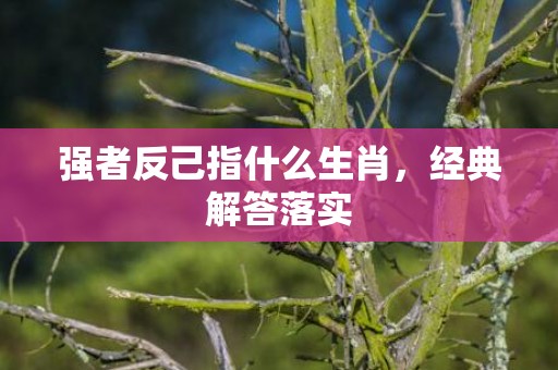 强者反己指什么生肖，经典解答落实