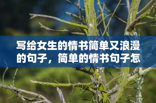 写给女生的情书简单又浪漫的句子，简单的情书句子怎么写