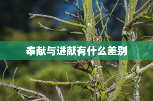 奉献与进献有什么差别