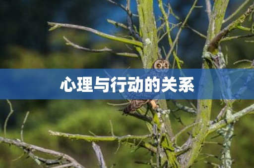 心理与行动的关系