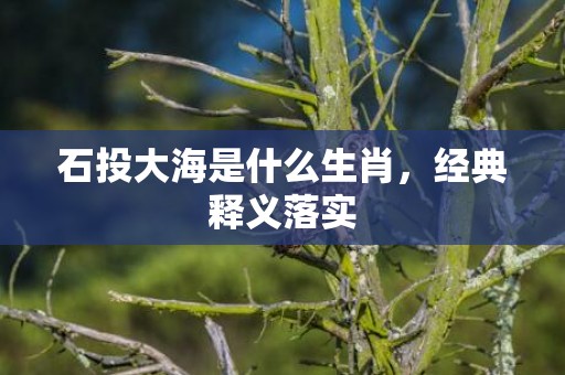 石投大海是什么生肖，经典释义落实