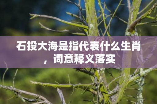 石投大海是指代表什么生肖，词意释义落实