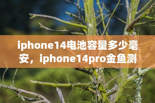 iphone14电池容量多少毫安，iphone14pro金鱼测试怎么测 iphone14pro金鱼测试方式