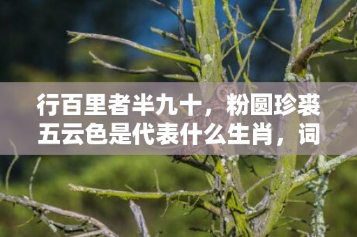 行百里者半九十，粉圆珍裘五云色是代表什么生肖，词语落实解释