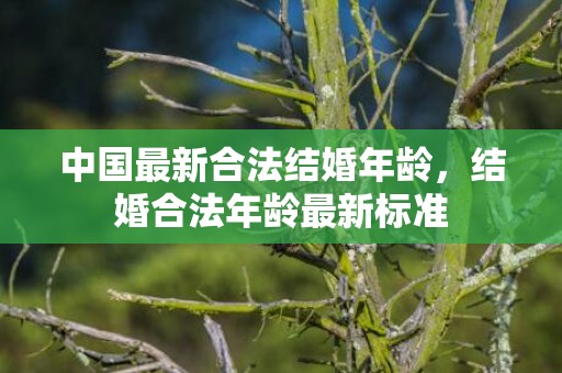 中国最新合法结婚年龄，结婚合法年龄最新标准