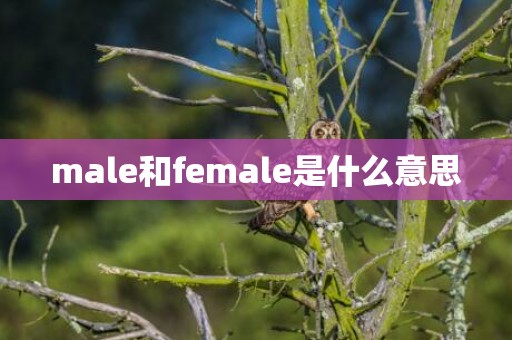 male和female是什么意思