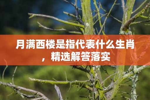 月满西楼是指代表什么生肖，精选解答落实