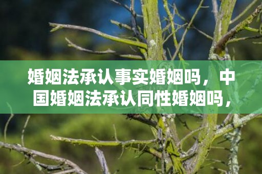 婚姻法承认事实婚姻吗，中国婚姻法承认同性婚姻吗，同性婚姻在中国合法吗