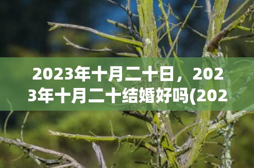 2023年十月二十日，2023年十月二十结婚好吗(2023年十月哪天适合领证)