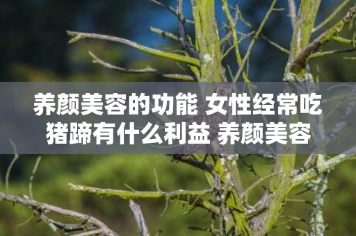 养颜美容的功能 女性经常吃猪蹄有什么利益 养颜美容