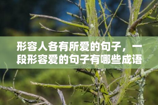 形容人各有所爱的句子，一段形容爱的句子有哪些成语，形容爱情的四字词语