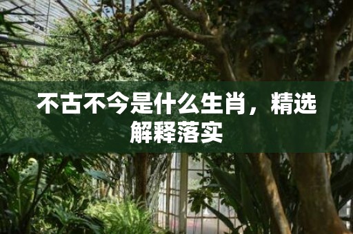 不古不今是什么生肖，精选解释落实