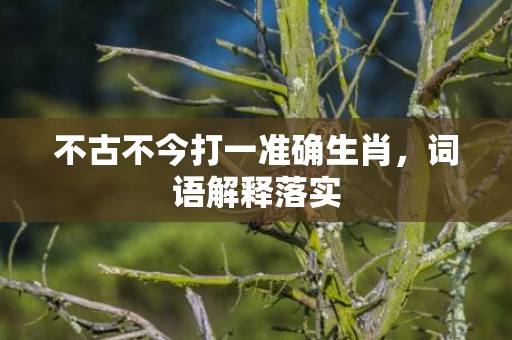不古不今打一准确生肖，词语解释落实