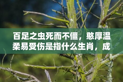百足之虫死而不僵，憨厚温柔易受伤是指什么生肖，成语解释落实