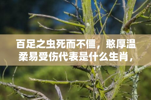 百足之虫死而不僵，憨厚温柔易受伤代表是什么生肖，精选成语落实