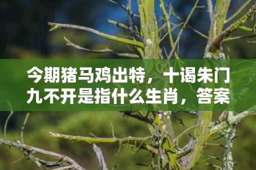 今期猪马鸡出特，十谒朱门九不开是指什么生肖，答案分析落实