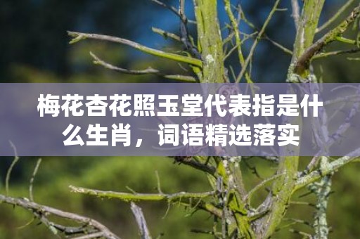 梅花杏花照玉堂代表指是什么生肖，词语精选落实