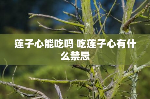 莲子心能吃吗 吃莲子心有什么禁忌