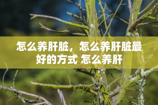 怎么养肝脏，怎么养肝脏最好的方式 怎么养肝
