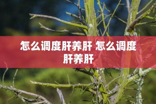 怎么调度肝养肝 怎么调度肝养肝