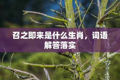 召之即来是什么生肖，词语解答落实
