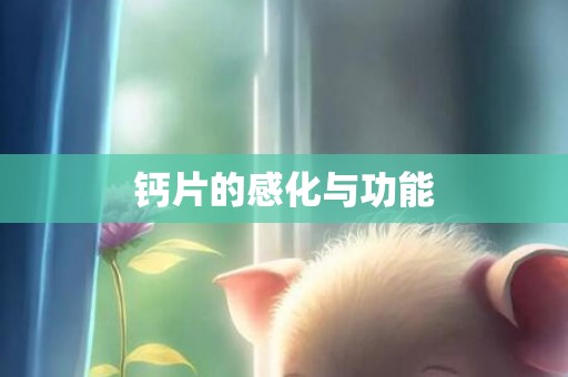 钙片的感化与功能