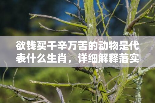 欲钱买千辛万苦的动物是代表什么生肖，详细解释落实