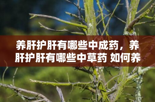 养肝护肝有哪些中成药，养肝护肝有哪些中草药 如何养肝护肝服膺7慷慨法