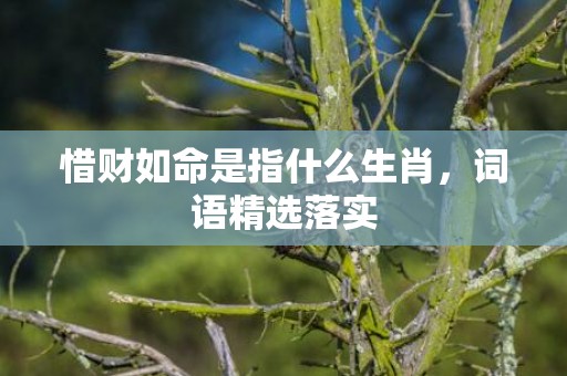 惜财如命是指什么生肖，词语精选落实