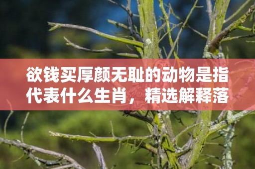 欲钱买厚颜无耻的动物是指代表什么生肖，精选解释落实