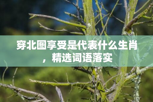 穿北图享受是代表什么生肖，精选词语落实