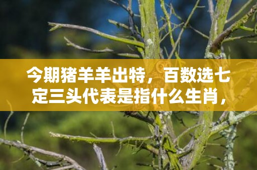 今期猪羊羊出特，百数选七定三头代表是指什么生肖，词语作解落实