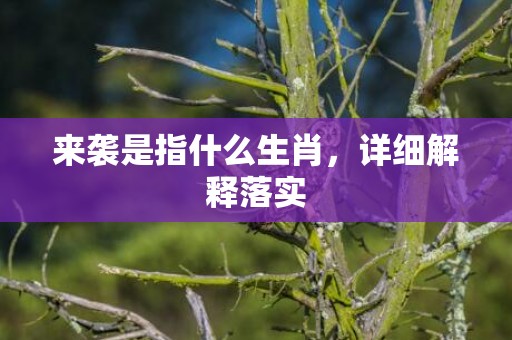 来袭是指什么生肖，详细解释落实