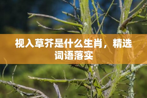 视入草芥是什么生肖，精选词语落实