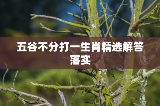 五谷不分打一生肖精选解答落实