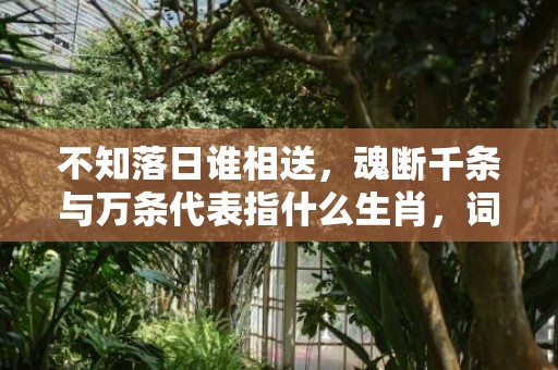 不知落日谁相送，魂断千条与万条代表指什么生肖，词语精选落实