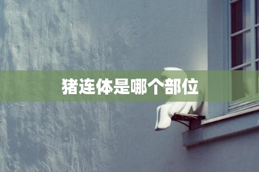 猪连体是哪个部位