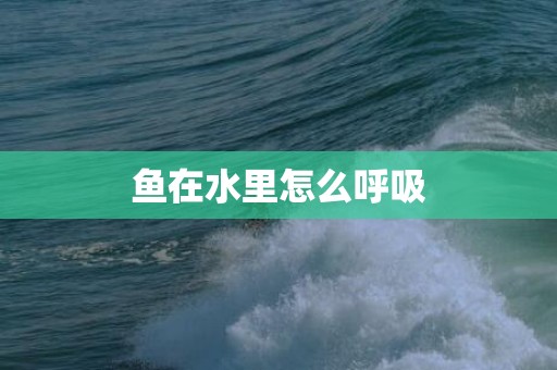 鱼在水里怎么呼吸