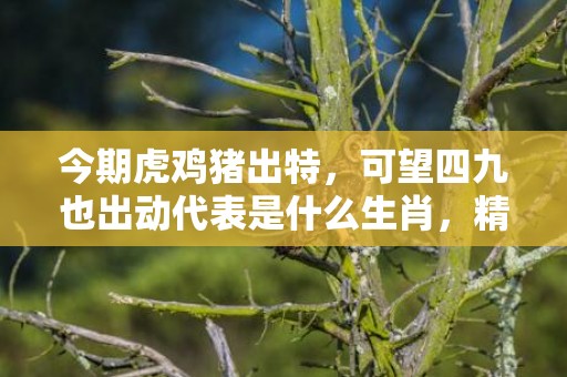 今期虎鸡猪出特，可望四九也出动代表是什么生肖，精选词语落实