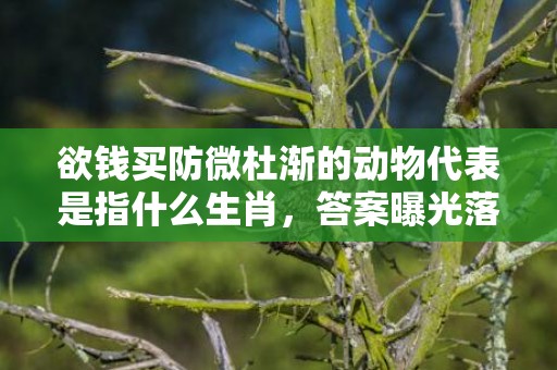 欲钱买防微杜渐的动物代表是指什么生肖，答案曝光落实