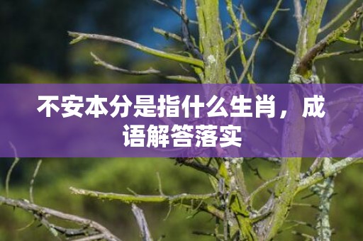 不安本分是指什么生肖，成语解答落实