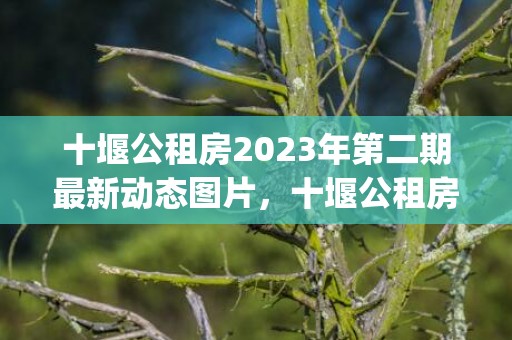十堰公租房2023年第二期最新动态图片，十堰公租房2021年最新动态(哪些小区)