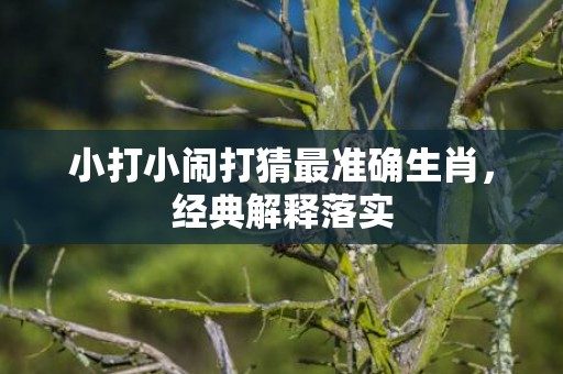 小打小闹打猜最准确生肖，经典解释落实