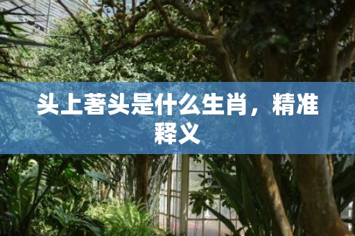头上著头是什么生肖，精准释义