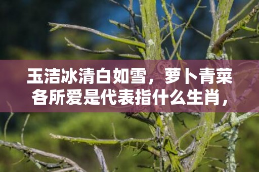 玉洁冰清白如雪，萝卜青菜各所爱是代表指什么生肖，词语解释落实