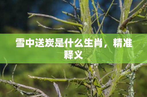 雪中送炭是什么生肖，精准释义