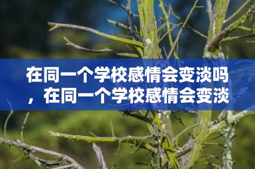 在同一个学校感情会变淡吗，在同一个学校感情会变淡吗为什么