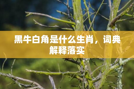 黑牛白角是什么生肖，词典解释落实