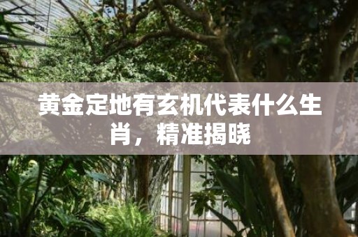 黄金定地有玄机代表什么生肖，精准揭晓